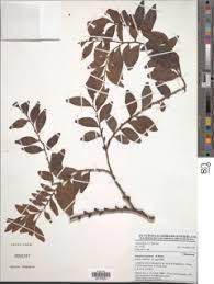 Image result for Orthopichonia cirrhosa