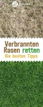 Rasen Im Herbst Dungen Wann Wie Womit Plantura Rasen Rasen Dungen Gartenboden
