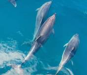 Ocean City Parasailing & Speed Boat Dolphin Cruise