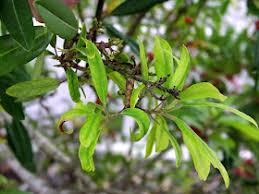 Image result for Sphaeropsis tumefaciens oleander symptoms