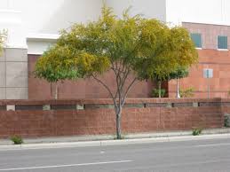 Image result for Acacia farnesiana
