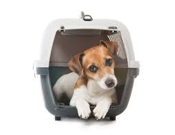 Check spelling or type a new query. Asking The Right Questions What To Ask Before Choosing A Pet Relocation Company
