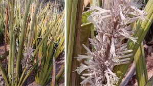 Image result for Senecio pleistocephalus