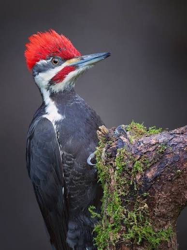 Too much lens to fit this king sized pecker into the frame. So I just took  a picture of the top half of it. The half with the Red cap. It only