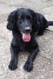 Adoptable pets are looking for people like you where pets find their people Flat Coated Retriever Cocker Spaniel Mix Hundin Alga Hundin Zuhause Gefunden Cocker Rettung Ev Happy Ends Archiv Von Zergportal De