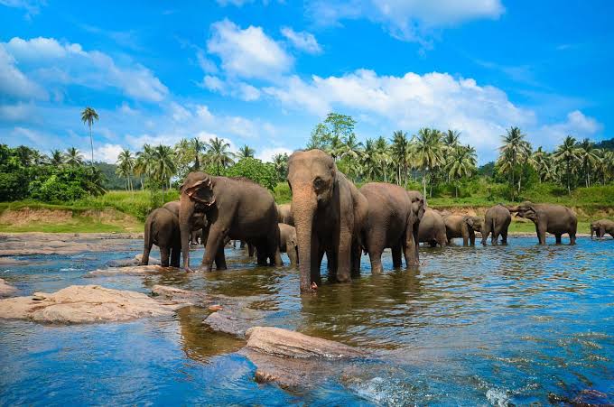 Pinnawala Elephant Orphanage Sri Lanka bathing elephants Maha Oya river Kegalle orphanage sanctuary