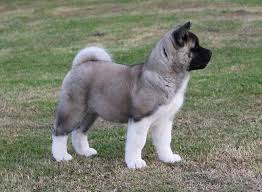 Japan's national dog is a strong willed canine that needs the presence of a strong pack leader. Verein Fur Den Akita Den American Akita American Akita Welpen Akita Welpen Welpen