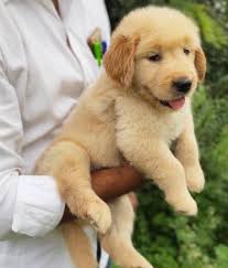 In India Small Golden Retriever For Sale In India Dogs Golden Retriever  Puppies For Sale White
