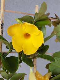 Image result for dipladenie žlutá obrázek