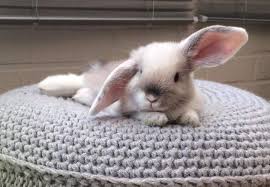 Bunny On A Pouf Aaw Cute Kaninchen Kaninchen Baby Kaninchen Kaninchenbabys