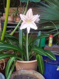 Image result for Hippeastrum sp. cultivars
