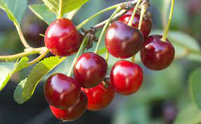 Fruit trees to plant in autumn. How To Plant Fruit Trees This Autumn