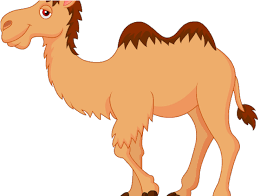 Portrait of a camel 1. Download Camel Clipart Different Animal Camel Clipart Full Size Png Image Pngkit