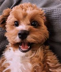 We did not find results for: Cavapoo Your All Around Wonder Dog K9 Web