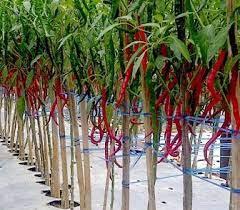 Budidaya cabe bisa dilakukan baik di cara menanam cabe dalam polybag sebaiknya biji cabe tidak langsung ditanam langsung ke dalam polybag, tapi harus panen cabe keriting merah. 14 Cara Budidaya Cabe Merah Yang Baik Dan Benar