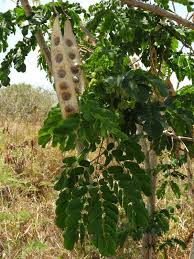 Image result for Albizia lebbeck