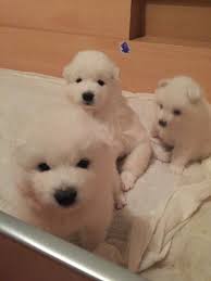 Satilik Samoyed Yavrulari Satilik Samoyed Yavrulari Kopek Kopekseverler Kopeksahiplendirme Kopekyavrusu Evcilhayvan Samoyed Kopek Evcil Hayvanlar