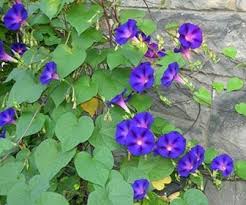 Uniknya lagi, nama bunga yang tadinya merupakan kata benda jika huruf k pada kata kembang diubah menjadi ng maka bisa mengandung arti baru. 16 Jenis Tanaman Hias Merambat Untuk Peneduh