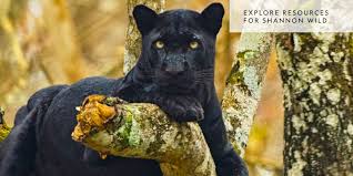 Tons of awesome black panther animal wallpapers to download for free. Shannon Wild Pursuit Of The Black Panther National Geographic Society