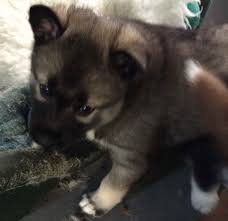 Huskies need plenty of daily exercise because they are high energy dogs! Agouti Husky Puppies For Sale