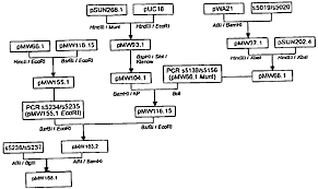 microbiology biochemical test flow chart 56 scientific