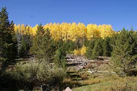 It's a 63 acre property that offers amazing views over the surrounding mountains, not to mention that the location is exquisite. 2 Main Types Of Pine Trees In Utah Progardentips