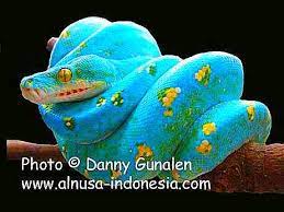 We did not find results for: Blue Green Tree Python Pet Snake Beautiful Snakes Cute Baby Animals