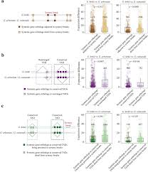 Image result for Gossypioides kirkii
