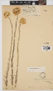 Image result for Helichrysum cephaloideum