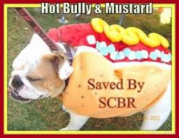 English bulldogs are prone to developing food reactions and may have two different causes for food related issues: Food Allergies Hypoallergenic Diets In Bulldogs Dr Kraemer Vet4bulldog