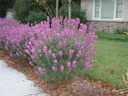 Erysimum Bowles Mauve Bowles Mauve Wallflower Perennials Lawn And Garden Full Sun Perennials