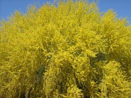 Palo verde tree bloom season. Palo Verde Tree In Bloom The View From Wildflower House