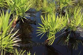 Image result for Secamone retusa