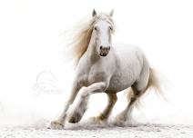 Equine Mastery: A Hybrid Artist Workshop