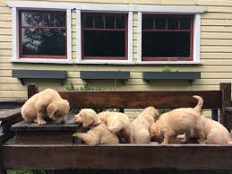 We did not find results for: Bc Rescue Group Needs Homes For 11 Orphaned Golden Retriever Puppies Curated