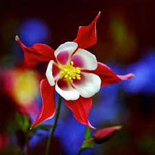 Pin On Exotic Flowers