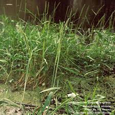 Image result for Sacciolepis indica