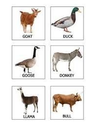 Realia Photo Animal Flash Cards Farm Free Animal Flashcards Animal Learning Flashcards