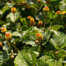 Image result for Acmella