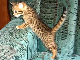 I Want A House Cat That Looks Like A Leopard Pets Cat House Cats