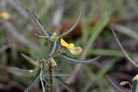 Image result for Aeschynomene leptophylla