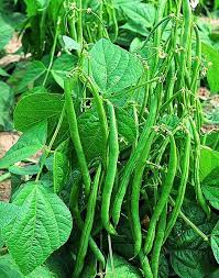 Planting And Growing Guide For Bush Dwarf Beans Phaseolus Vulgaris Plants Vegetable Planting Guide Growing Vegetables