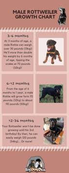 When Do Male Rottweilers Stop Growing Big Dog Den