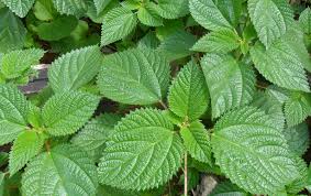 Ervas na força do Orixá Xangô