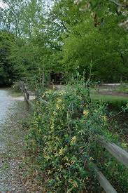 Honeysuckle Pruning - When And How To Prune Honeysuckle Vines And Bushes