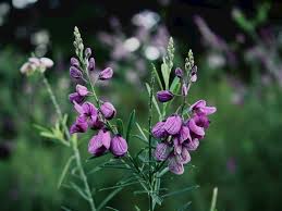 Image result for Polygala stenopetala