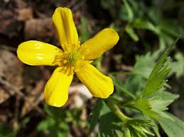 Image result for Ranunculaceae