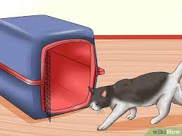If they start running around they could get under your feet and cause you an accident. 4 Ways To Transport A Cat Safely Wikihow Pet