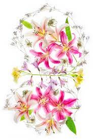 Farewell To Spring Flower X Men Best Flower Wallpaper