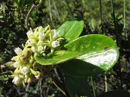 Image result for Cynanchum mossambicense